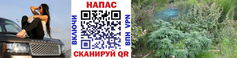 Бошки марихуана конопля  shop Telegram  Оренбург 